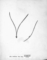 Cronartium pini image